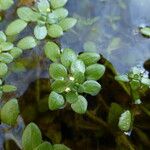 Callitriche brutia Egyéb