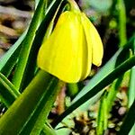 Fritillaria pudica