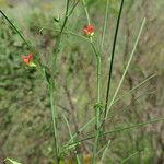 Lathyrus sphaericus Лист