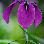 Iris ensata Fleur