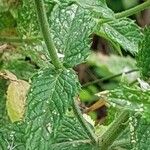 Mentha spicata List