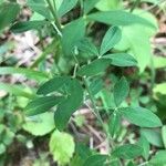 Cytisus nigricans Leaf