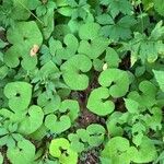 Asarum canadense Leaf