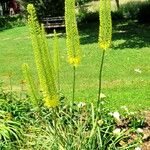 Eremurus stenophyllus Natur