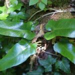 Asplenium sagittatum Natur