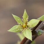 Cassipourea mollis Blüte