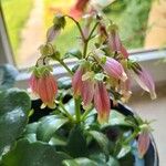 Kalanchoe miniata Blüte