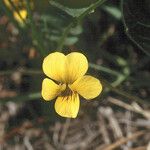 Viola purpurea 花