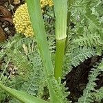 Eryngium yuccifolium Rinde