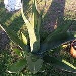 Agave salmiana 葉