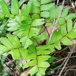 Adiantum latifolium Лист