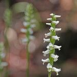 Spiranthes odorata Flower