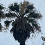 Washingtonia filifera Лист