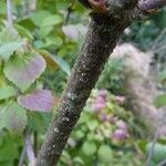 Viburnum betulifolium 樹皮