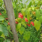 Capsicum baccatum Fruit