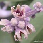 Acropogon schefflerifolius Flower