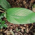 Sarcophrynium brachystachyum Leaf