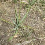 Yucca rupicola Habit