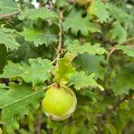 Quercus faginea Fruit