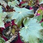 Begonia heracleifolia 叶