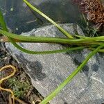 Zostera marina Folha