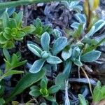 Antennaria carpatica 葉