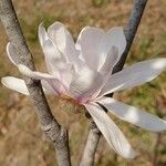 Magnolia stellata 樹皮