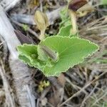 Aristolochia pistolochia Blad