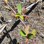 Acalypha crenata Lapas