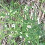 Thesium linophyllon Flower