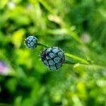 Centaurea scabiosaFloare