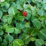 Mitchella repens Fruit