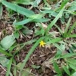 Hypoxis decumbens Leaf