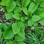 Celtis tenuifolia Fulla