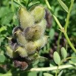 Astragalus cicer 果実