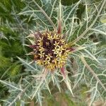 Gundelia tournefortii Flower