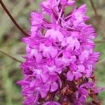 Anacamptis pyramidalisFlor