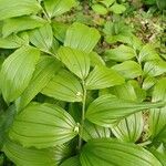 Polygonatum latifolium 葉