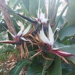 Strelitzia nicolai Flors