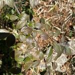 Cotoneaster franchetii পাতা