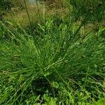 Eleocharis ovata Fuelha