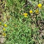 Helenium donianum