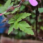 Geranium purpureum Lehti