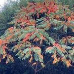 Rhus typhinaLeaf