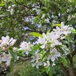 Malus spectabilisFlower