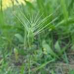 Aegilops neglecta Квітка