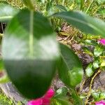 Catharanthus roseus ഇല