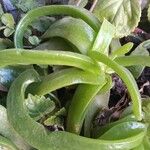 Glottiphyllum linguiforme Fuelha