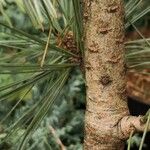 Pinus flexilis Bark