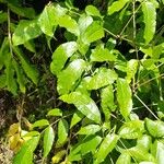 Alnus acuminata Leaf